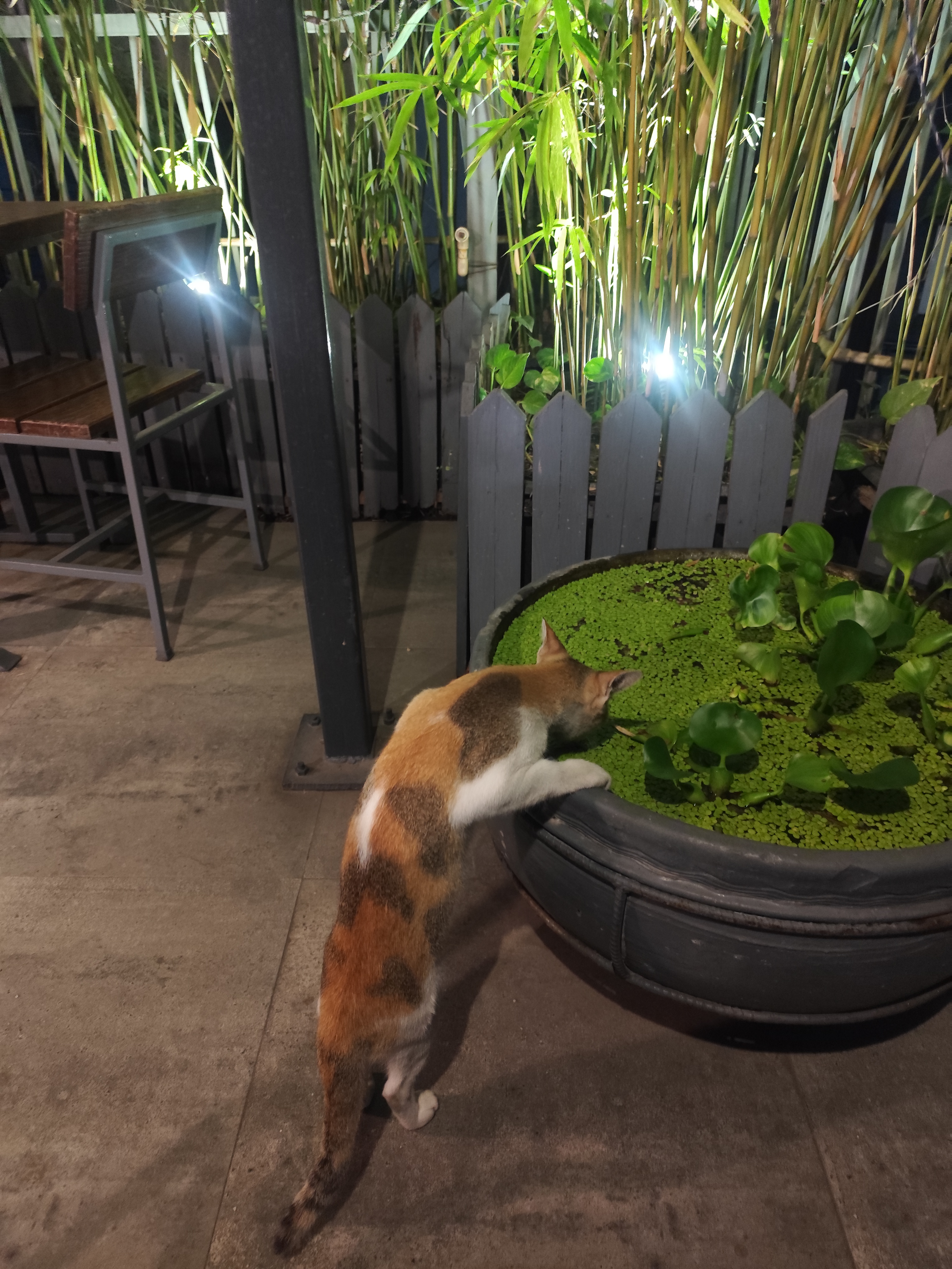 Midnight Curiosity
